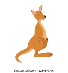 kangaroo australian fauna on white  background