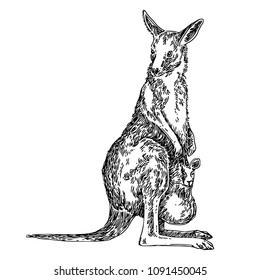 Kangaroo with a baby in a bag. Sketch. Engraving style. Vector illustration.