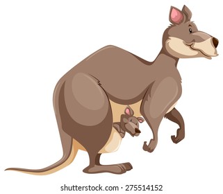 Kangaroo with its baby in the 	pocket