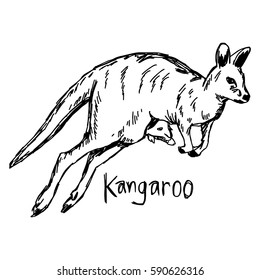 Kangaroo with its baby in the pocket - vector illustration sketch hand drawn with black lines, isolated on white background.