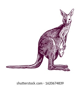 Kangaroo carrying baby vector engraving hand drawn illustration