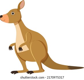 Kangaroo cartoon character isolated illustration