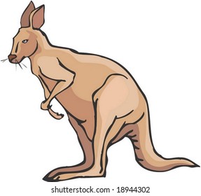 Kangaroo Character on white background