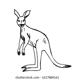 Kangaroo, a cute Australian animal. Hand-drawn, line art. Design for print, news, postcards, fabrics. Vector stock illustration.