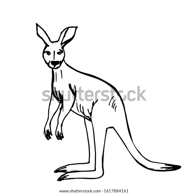 Kangaroo Cute Australian Animal Handdrawn Line Stock Vector Royalty Free 1617884161