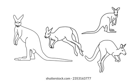 Kangaroo different pose line illustration. Kangaroo vector drawing.