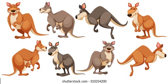 Kangaroo in different poses illustration