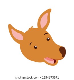 kangaroo face australian wildlife white  background