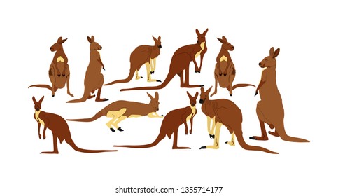 Kangaroo family vector illustration isolated on white background. Australian animal portrait. Tourist symbol souvenir. Fauna best jumper. Zoo attraction.