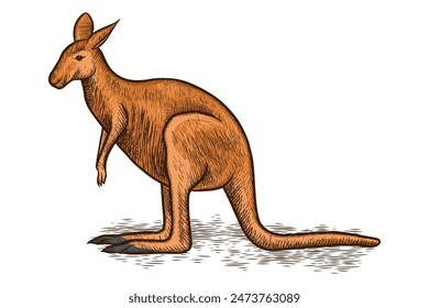 Kangaroo hand drawn illustration with color