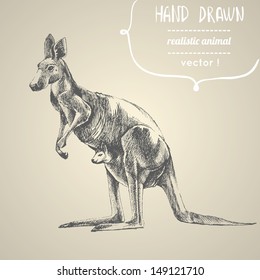 Kangaroo. Hand drawn vector illustration. Can be used separately from backdrop or postcard. 