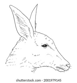 Kangaroo Head Vector Sketch Illustration. Side View