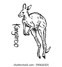 Kangaroo hopping in the pocket - vector illustration sketch hand drawn with black lines, isolated on white background.