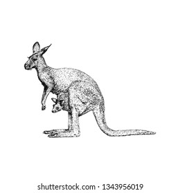 Kangaroo illustration, hand drawn design.