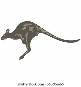 Kangaroo, illustration, vector