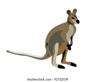 Kangaroo illustration vector
