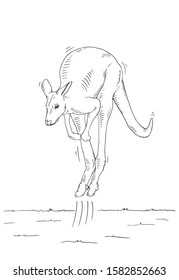 Kangaroo Jump coloring book for kid and adult