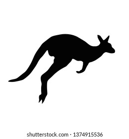 Kangaroo jumping in the 