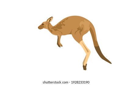 Clipart de depuración de vectores canguro 
Vector animal salvaje de canguro permanente