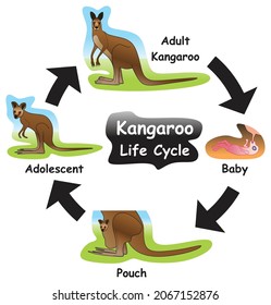 Kangaroo Life Cycle Infographic Diagram showing different phases and development stages including baby birth pouch adolescent and adult for biology science education