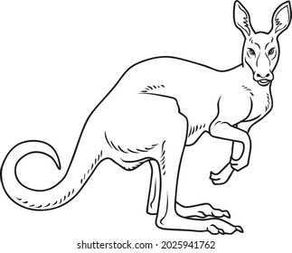 kangaroo line vector illustration isolated on white background