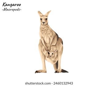 Kangaroo - Macropods illustration. Hand drawn australian animal isolated on white background