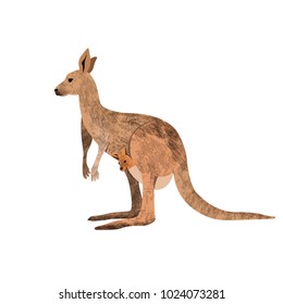 Kangaroo mother carrying a baby in its pouch. Vector illustration isolated on the white background