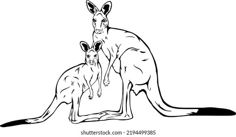 Kangaroo, Outline Vector Illustrations Design 