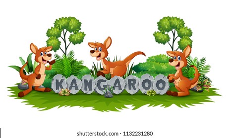 Kangaroo playing in the garden