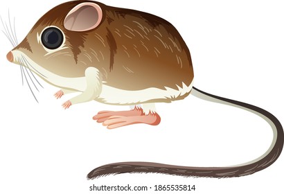 Kangaroo Rat aislado en ilustración de fondo blanco