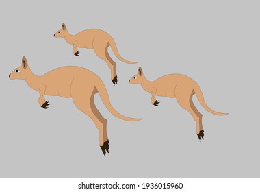kangaroo set illustration vector art