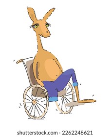 Kangaroo sits on a wheelchair. The   animal without one leg in jeans smiles. optimistic lifestyle. Rehabilitation concept. Cute happy pet with physical disability. Positive Disabled