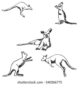 Kangaroo. A sketch by hand. Pencil drawing