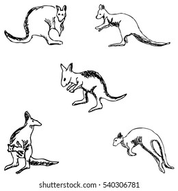 Kangaroo. A sketch by hand. Pencil drawing