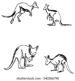 Kangaroo. A Sketch By Hand. Pencil Drawing