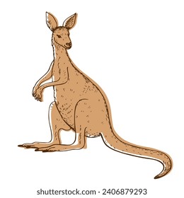 Kangaroo sketch hand drawn vector illustration on isolated background. Cute Wallaby Australian or New Guinea marsupial animal for logo, design, print, paper, label, icon, card, poster, flyer