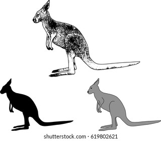 Kangaroo Sketch And Silhouette - Vector