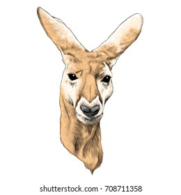 kangaroo sketch vector graphics color picture