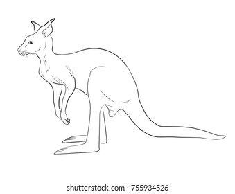 Kangaroo Sketch Vector Illustration