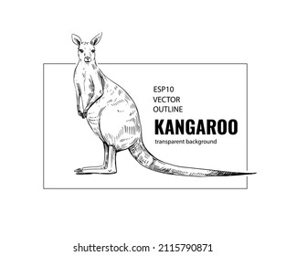 Kangaroo sketch. Vector illustration. Black outline on a transparent background