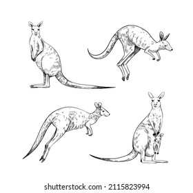 Kangaroo sketch. Vector illustration. Black outline on a transparent background