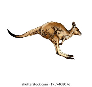 Kangaroo from a splash of watercolor, colored drawing, realistic. Vector illustration of paints