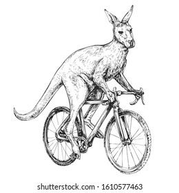 Kangaroo symbol of Australia rides a bicycle engraving style vector