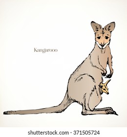 Kangaroo, vector animal
