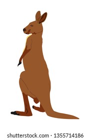 Kangaroo vector illustration isolated on white background. Australian animal portrait. Tourist symbol souvenir. Fauna best jumper. Zoo attraction.