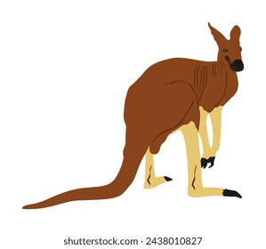 Ilustración vectorial de canguro aislado sobre fondo blanco. Retrato animal australiano. Símbolo turístico souvenir. Fauna mejor saltador. Atracción del zoológico.