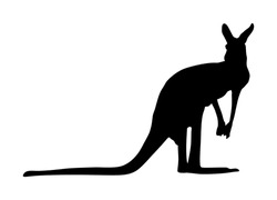 Kangaroo Vector Silhouette Illustration Isolated On White Background. Australian Animal Portrait. Tourist Symbol Souvenir. Fauna Best Jumper. Zoo Attraction Kangaroo Shape.