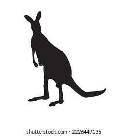 Kangaroo vector silhouette on white background.