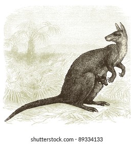 Kangaroo - - vintage engraved illustration - "Cent récits d'histoire naturelle" by C.Delon published in 1889 France