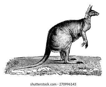 Kangaroo, vintage engraved illustration. Natural History of Animals, 1880.
